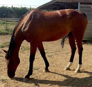 cheval-2